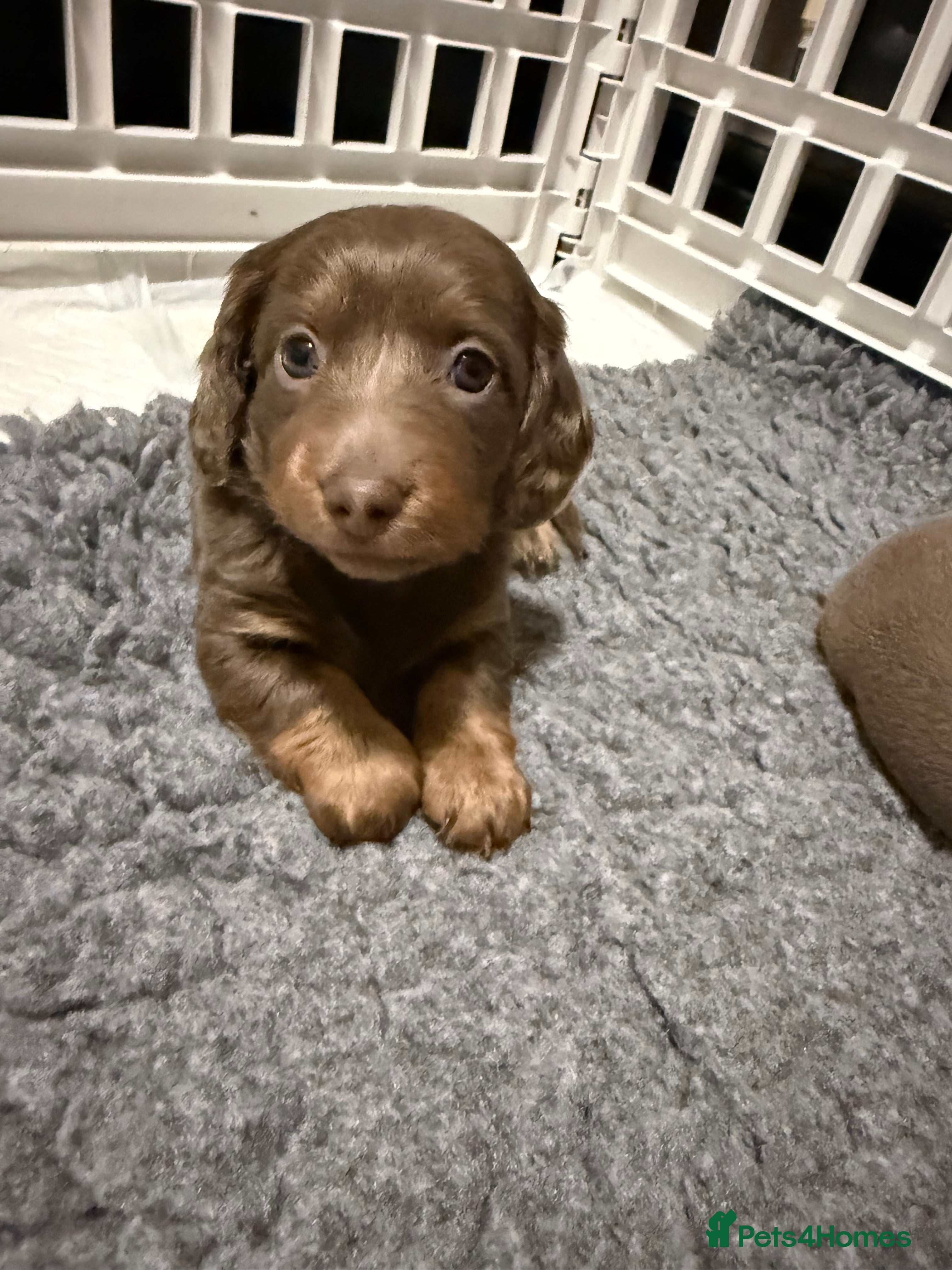 Miniature Dachshund dogs !!1 BOY LEFTBeautiful Long Hair Mini Dachshunds!! - Advert 1