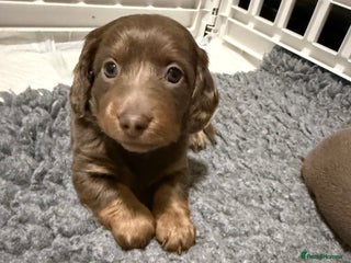 Miniature Dachshund dogs !!1 BOY LEFTBeautiful Long Hair Mini Dachshunds!! - Advert 1