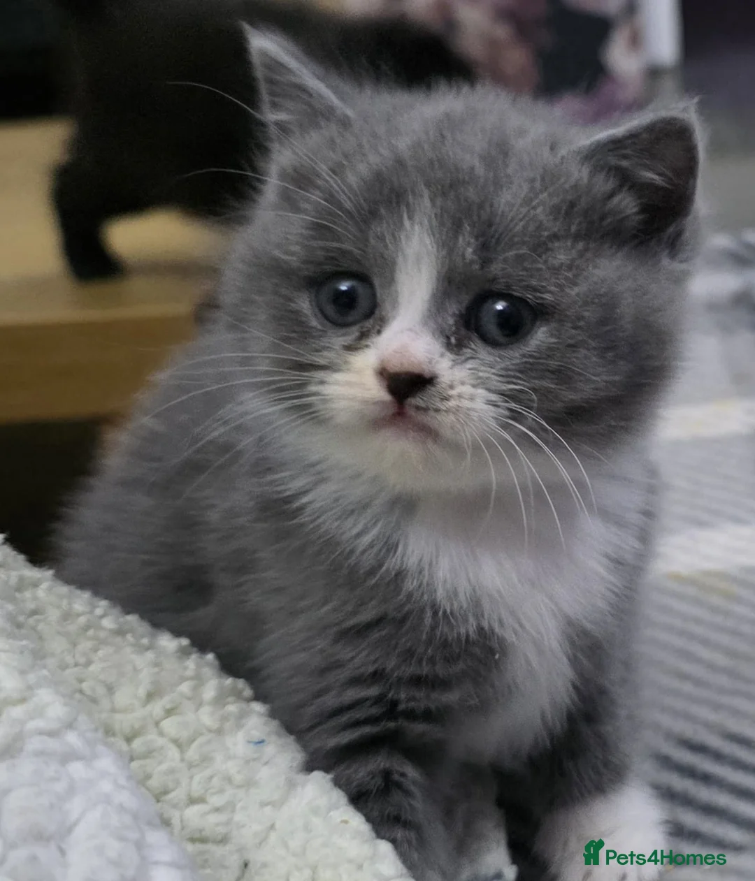 Persian cats for sale: Persian Kittens - Advert 16