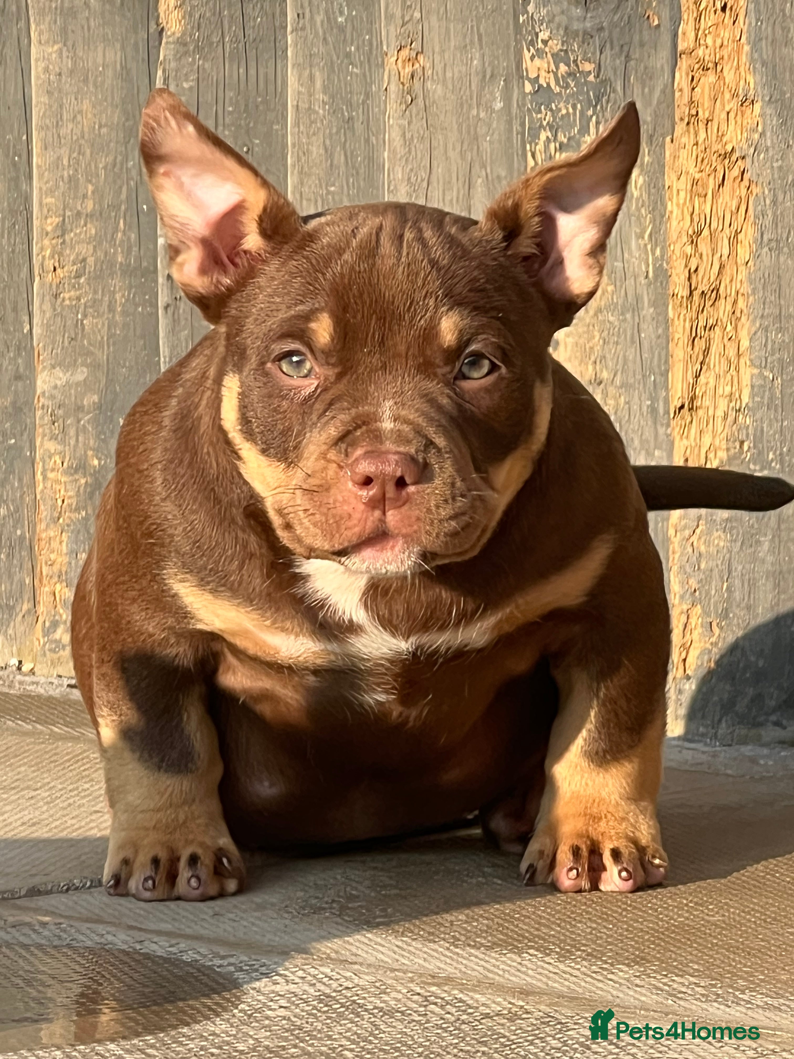 American Bully dogs American Bullys READY NOW  - Advert 15