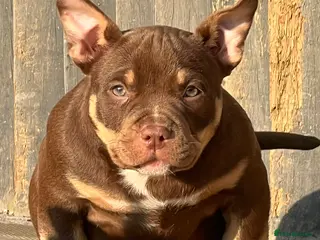 American Bully dogs American Bullys READY NOW - Advert 15