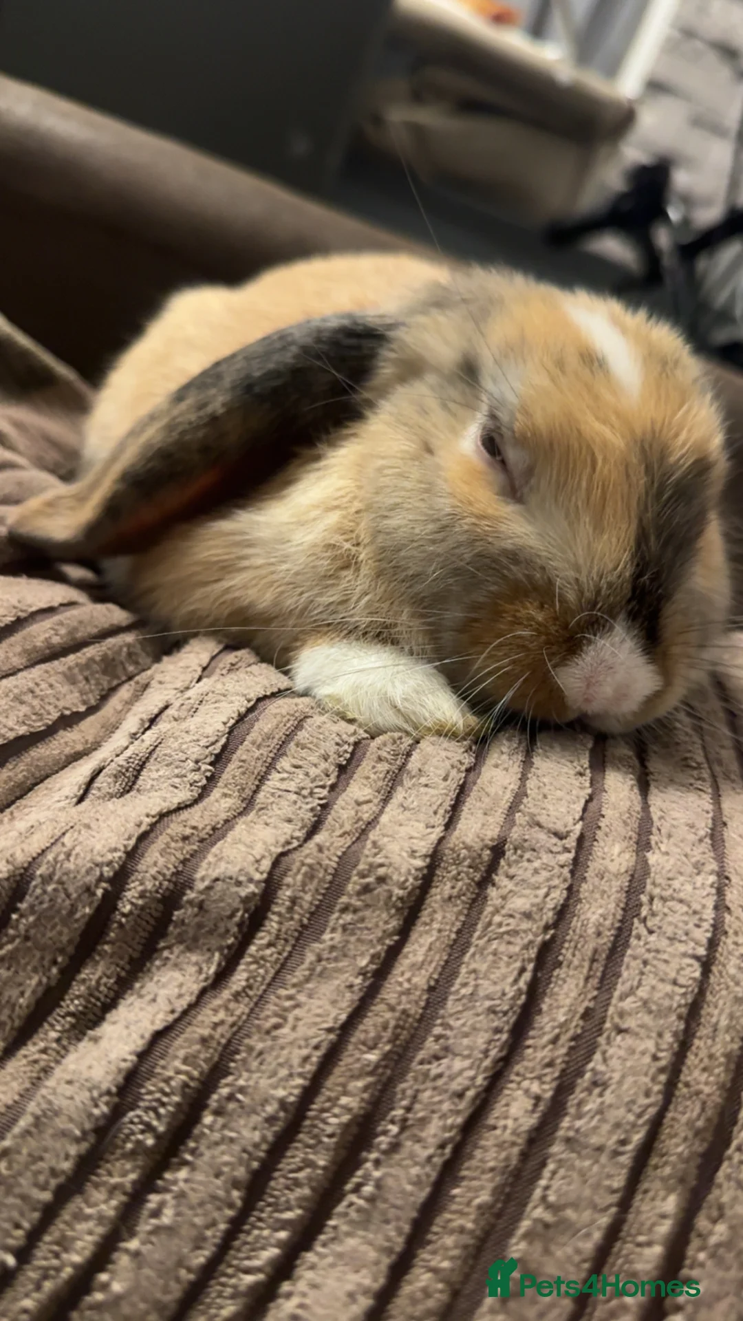 Mixed Breed rabbits for sale: Bunny in Wantage - Advert 3