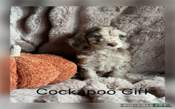 Cockapoo dogs for sale: Choc Merle F1 Cockapoo are back  - Image 3
