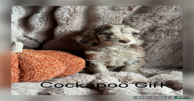 Cockapoo dogs - Advert 5