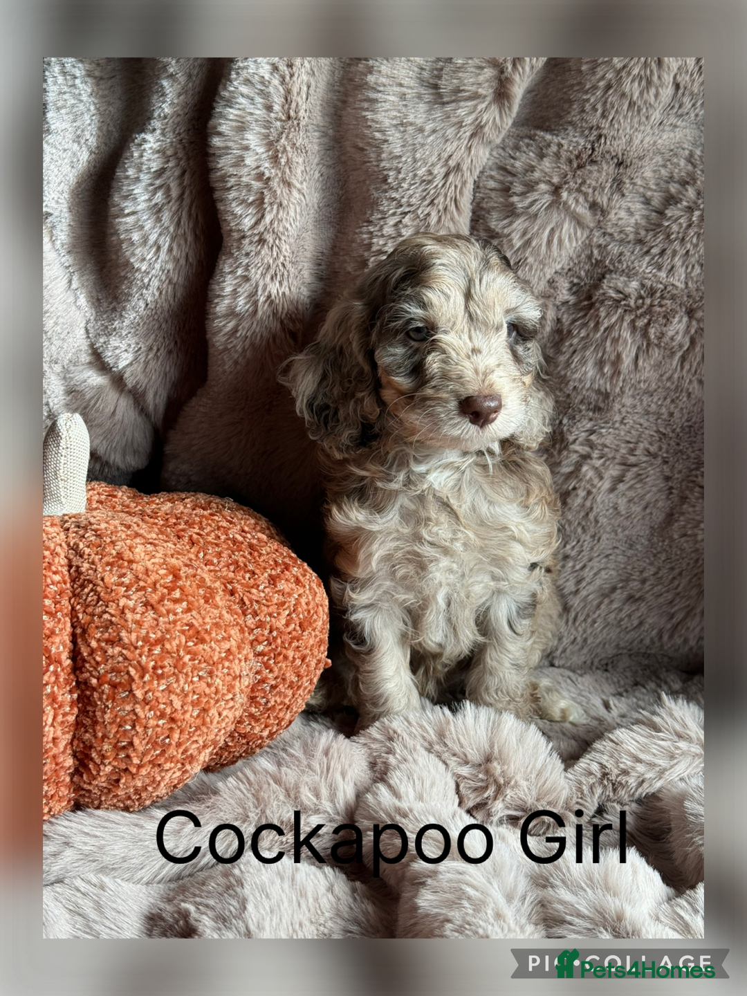Cockapoo dogs for sale: Choc Merle F1 Cockapoo are back  - Image 3