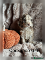 Cockapoo dogs - Advert 5