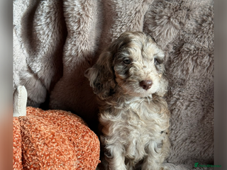 Cockapoo dogs - Advert 3