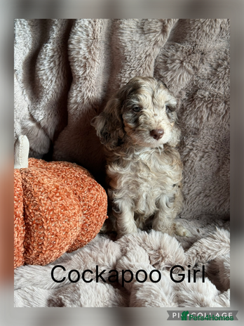 Cockapoo dogs - Advert 4