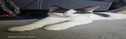 Mixed Breed cats for sale: Maine Coon mixed breed - Advert 13