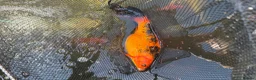 Pond Fish fish for sale: Various koi and goldfish  - Advert 10