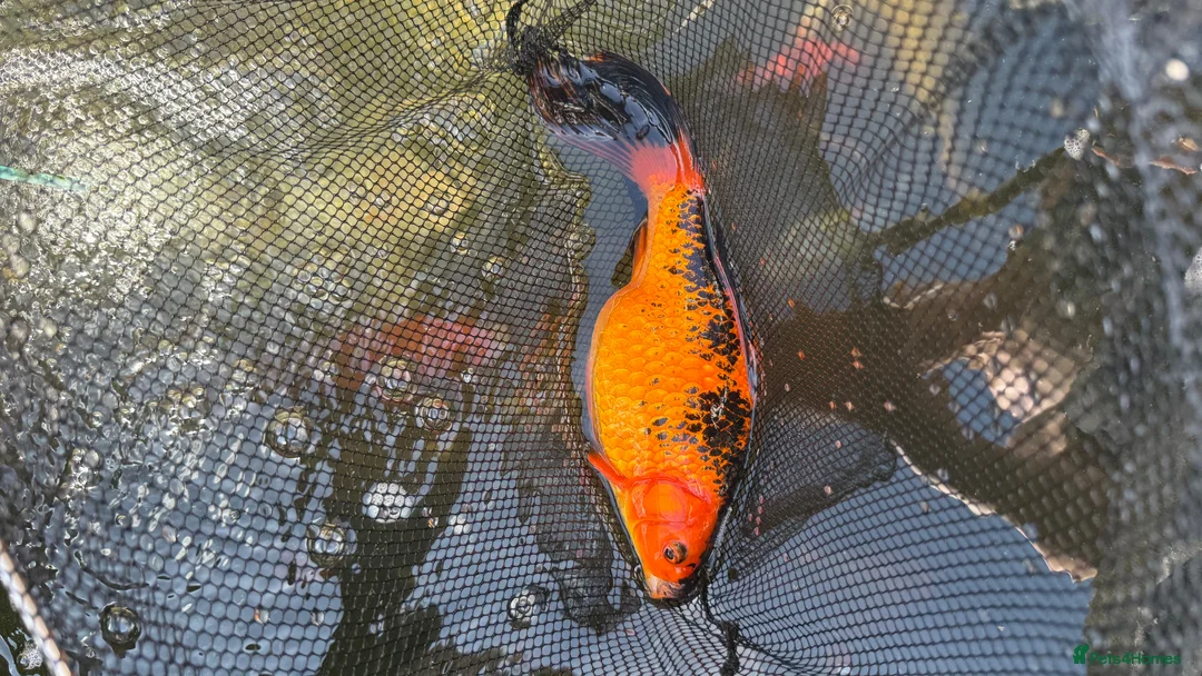 Pond Fish fish for sale: Various koi and goldfish  - Advert 10