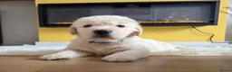 Golden Retriever dogs for sale: Last One! KC Golden Retriever Puppy Available - Advert 30