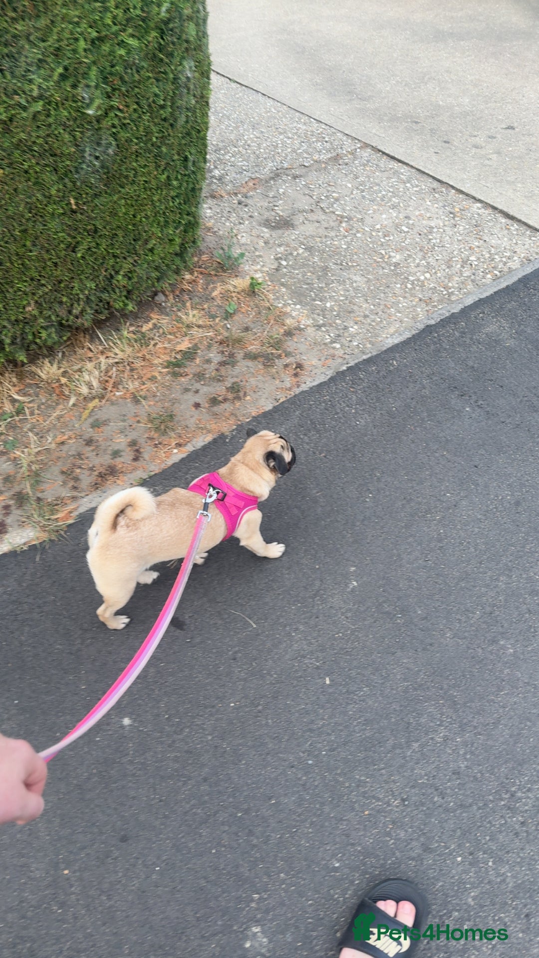 Pug dogs for sale: Beautiful 7 month old pug girl  - Image 3