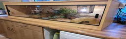 Corn Snake reptiles for sale: Corn snake and complete set up - Advert 2