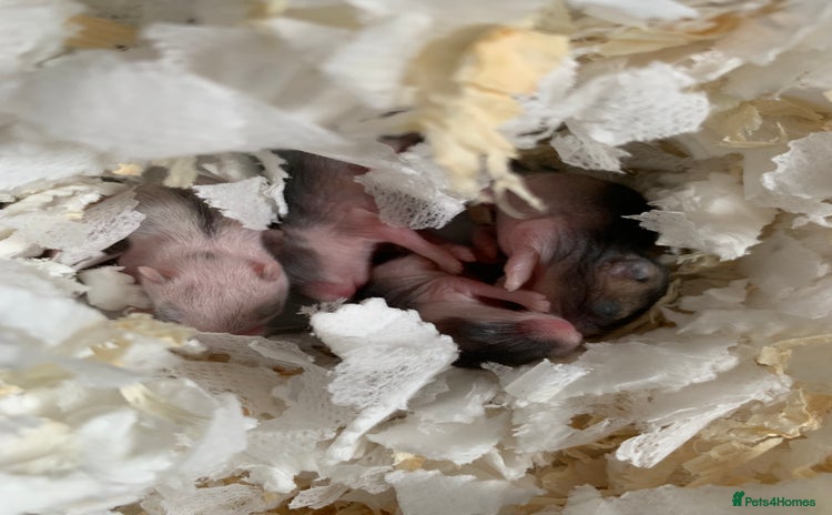 Hamster rodents - Advert 2