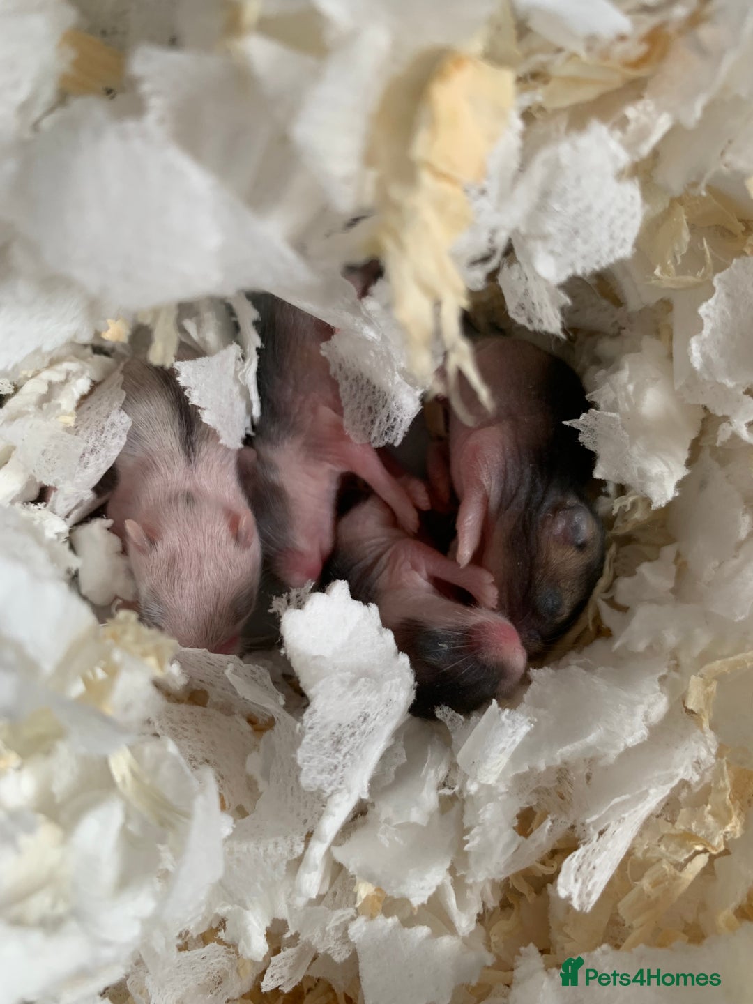 Hamster rodents for sale: Russian dwarfs  - Image 1