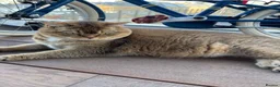 British Shorthair cats for sale: Nala - Golden BSH - Advert 3