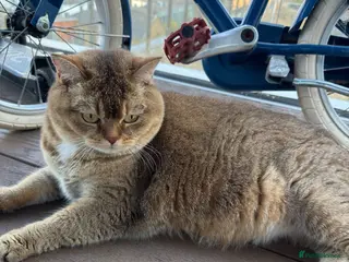 British Shorthair cats Nala - Golden BSH - Advert 2