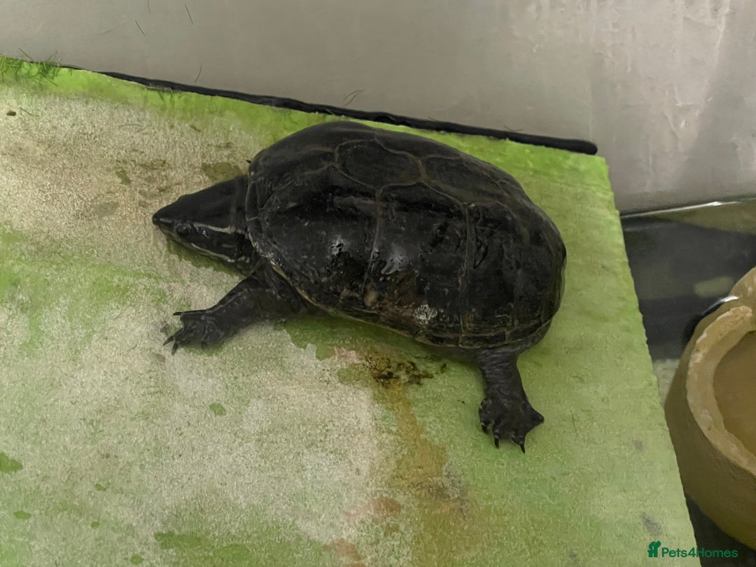 Terrapin reptiles for sale: Musk female turtle  - Image 1
