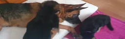 German Shepherd dogs for sale: German sheperd puppies Champion line - Advert 6