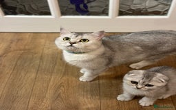 British Shorthair cats for sale: Rare polar-coloured(light silver/blonde)coat - Advert 5