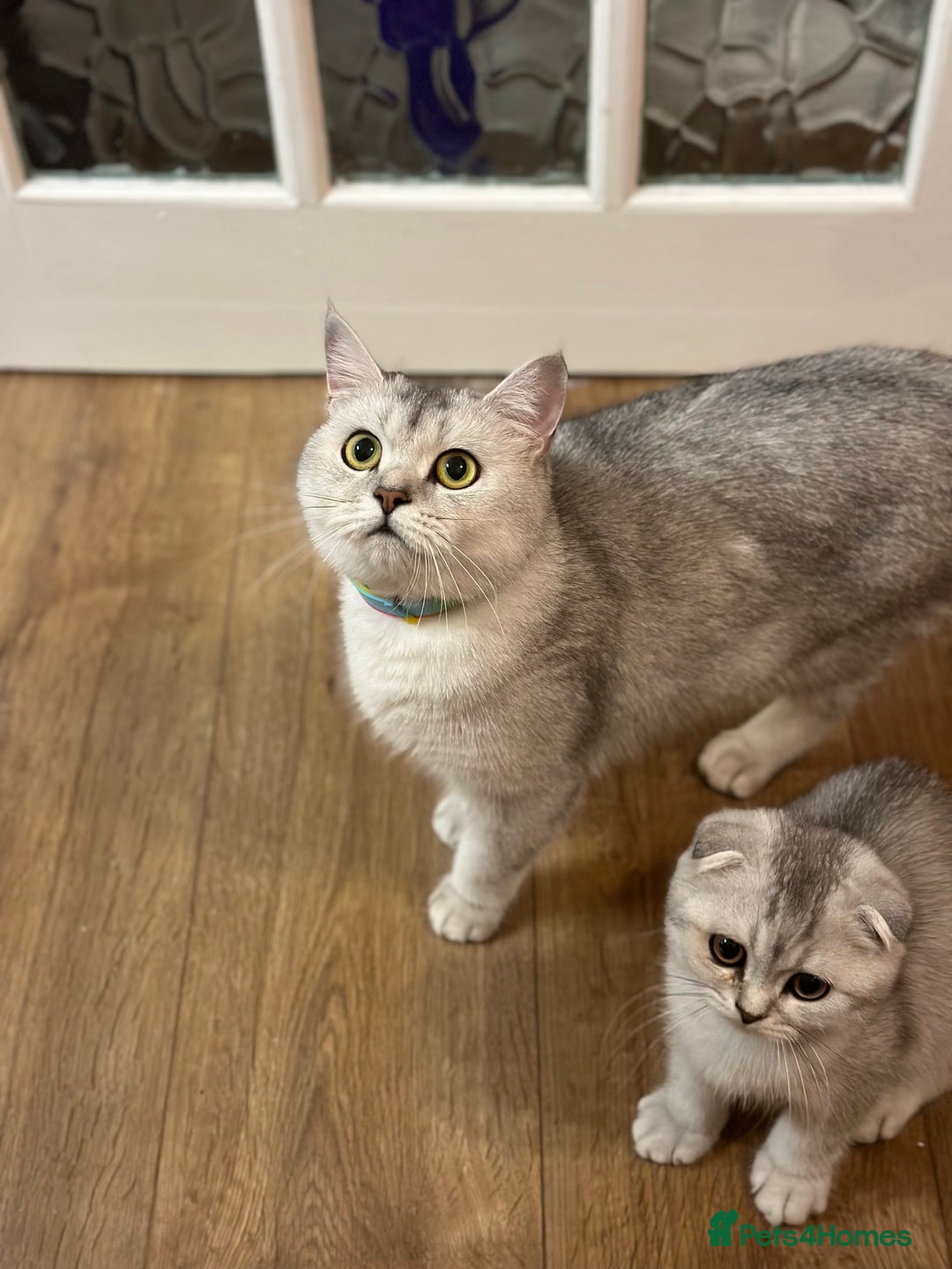 British Shorthair cats for sale: Rare polar-coloured(light silver/blonde)coat - Advert 5
