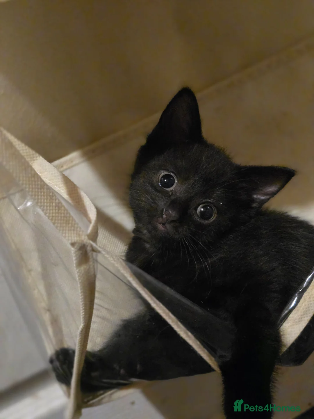 Mixed Breed cats for sale: Kittens - Advert 11