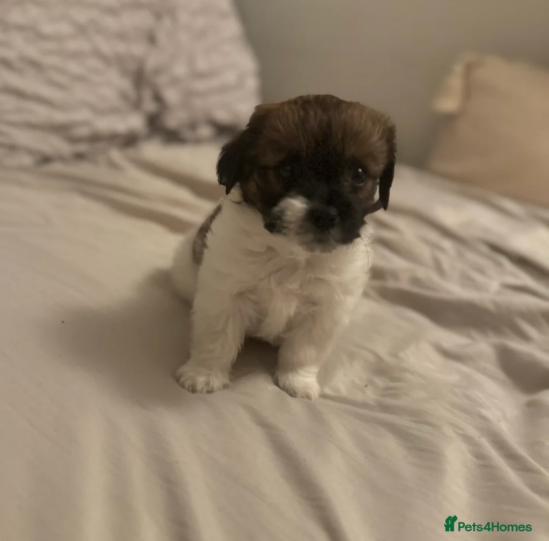 Shih Tzu dogs for sale:  Beautiful little puppy - Advert 1