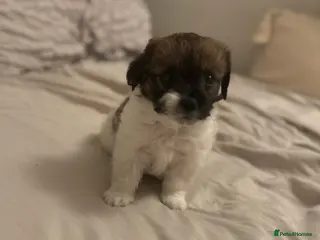 Shih Tzu dogs Beautiful little puppy - Advert 1