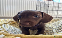 Miniature Dachshund dogs for sale: Stunning KC Reg chocolate/tan Dachshund puppies - Image 13
