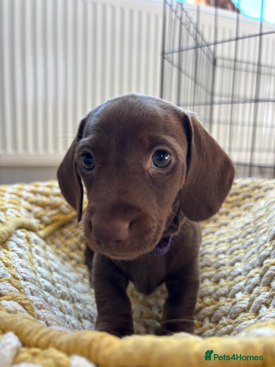 Miniature Dachshund dogs for sale: Stunning KC Reg chocolate/tan Dachshund puppies - Image 13