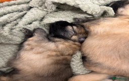 Pomeranian dogs for sale: READY 23RD December Pomeranian Puppy’s  - Advert 6