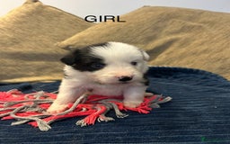 Border Collie dogs for sale: Border collie puppies for sale!!!❤️ - Image 12
