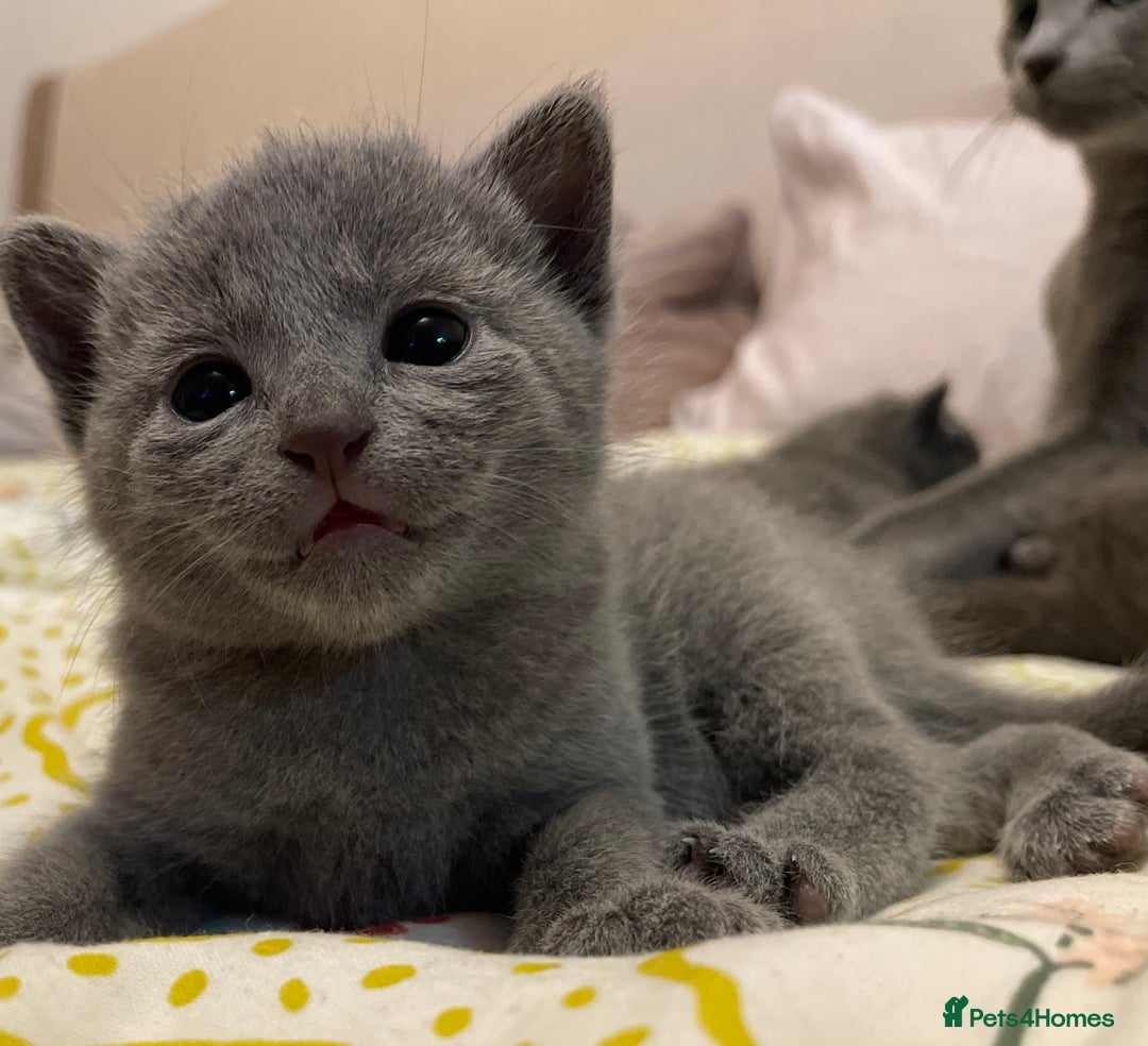 Russian Blue cats for sale: Pedigree Russian blue kittens - Ready to go - Image 8