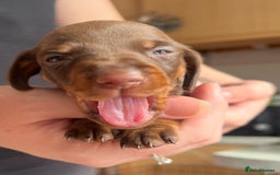 Dachshund dogs for sale: 7 Dachshund Puppies light & dark dapple and brown - Image 6
