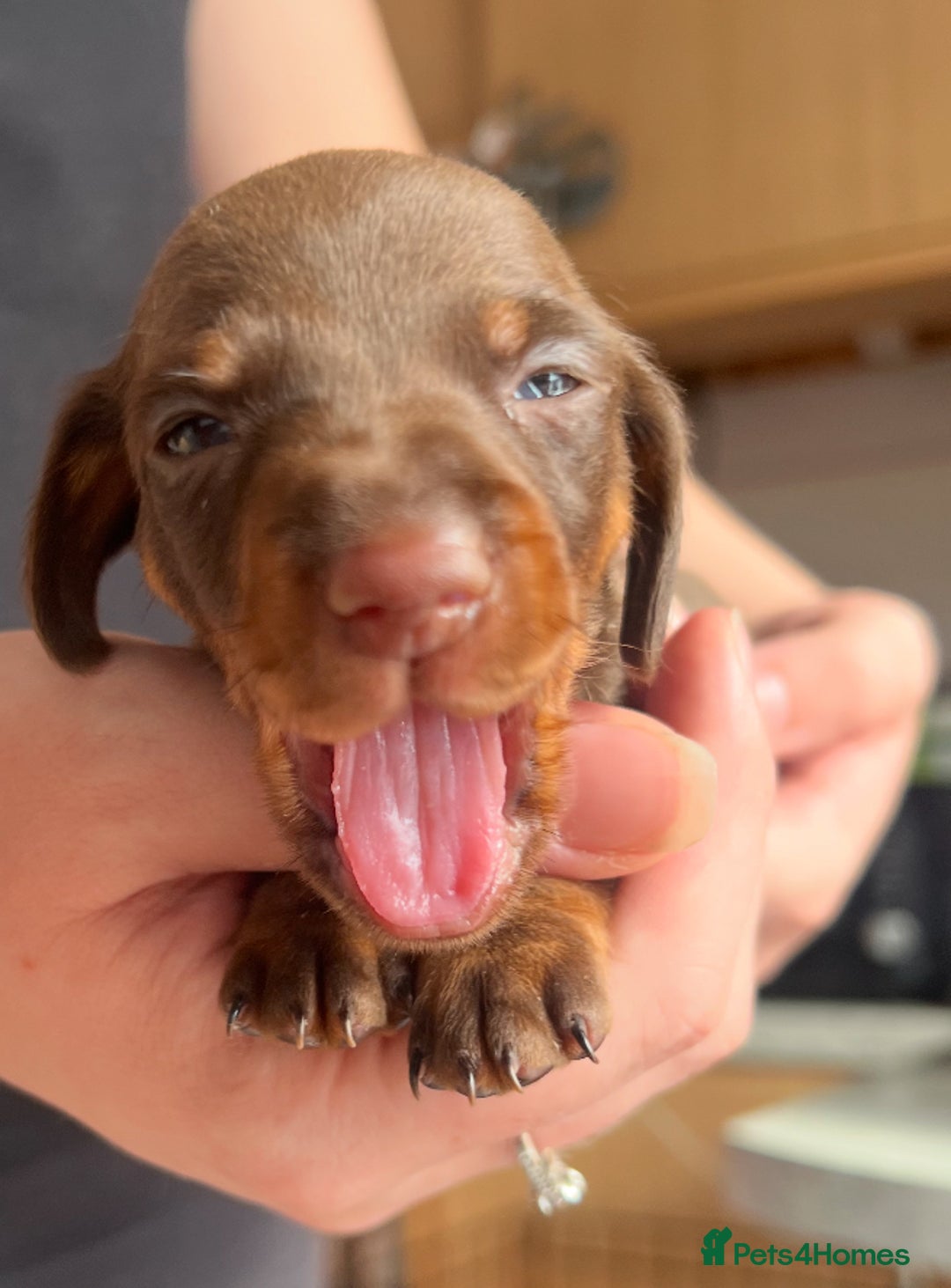Dachshund dogs for sale: 7 Dachshund Puppies light & dark dapple and brown - Image 6