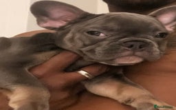 French Bulldog dogs for sale: 🚨🚨adorable French bulldog pups for sale 🚨🚨 - Image 40