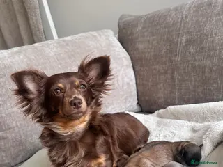 Chiweenie dogs Beautiful Chiweenie Puppies - Advert 5