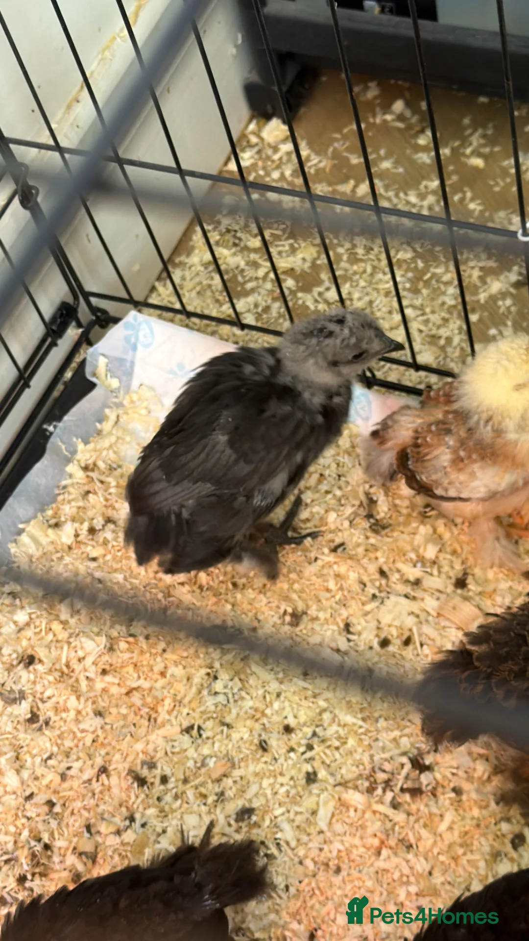 Chickens poultry for sale: Chickens in Greenford - Advert 3