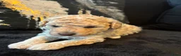 Poochon dogs for sale: Miniature F1B toy poochon  - Advert 8