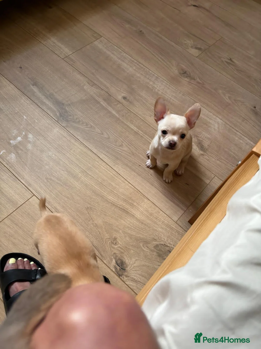 Chihuahua dogs for sale: Male Chihuahua  - Advert 2