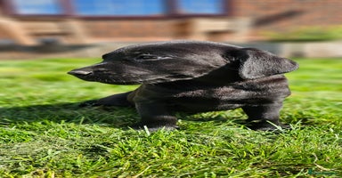 Labrador Retriever dogs - Advert 11