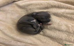 Italian Greyhound dogs for sale: KC Italian Greyhound Puppies  - Image 15