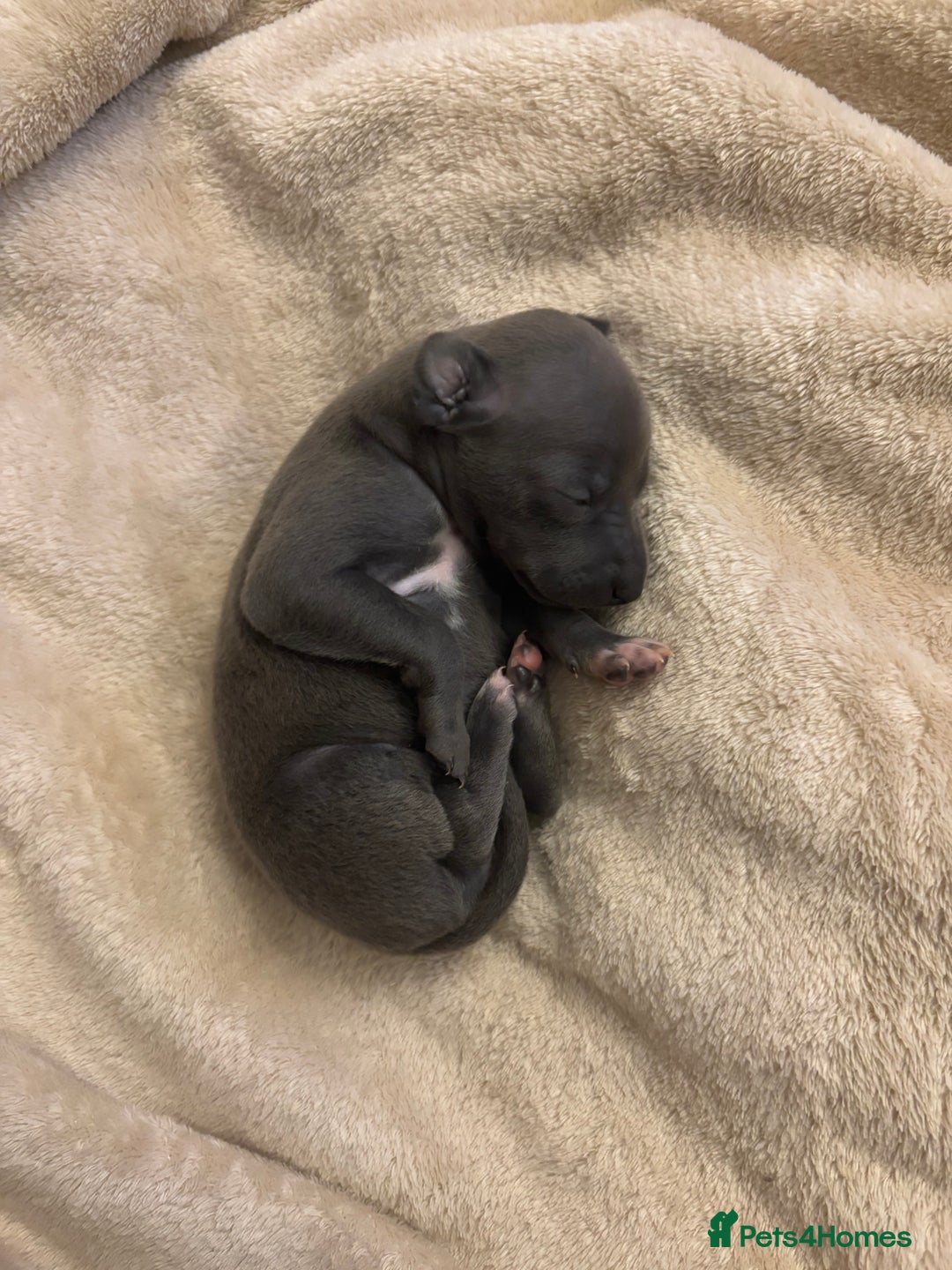 Italian Greyhound dogs for sale: KC Italian Greyhound Puppies  - Image 15