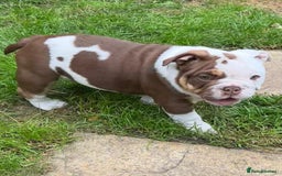 English Bulldog dogs for sale: Here come the Girls - Image 5