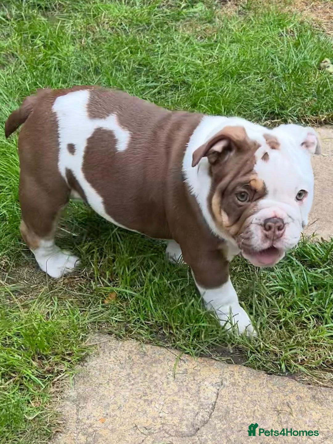 English Bulldog dogs for sale: Here come the Girls - Image 5