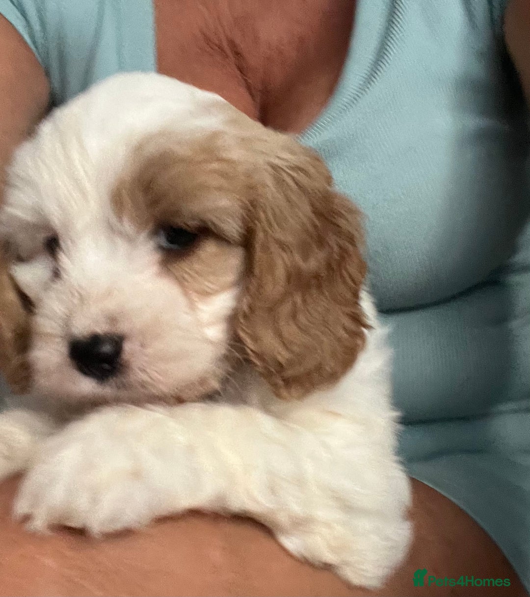 Cavapoo dogs for sale: Cavapoo Puppy 3 - 🐶🐩 7 HEALTH CLEAR ADORABLE CAVAPOO PUPPIES 🐩🐶  - Image 10