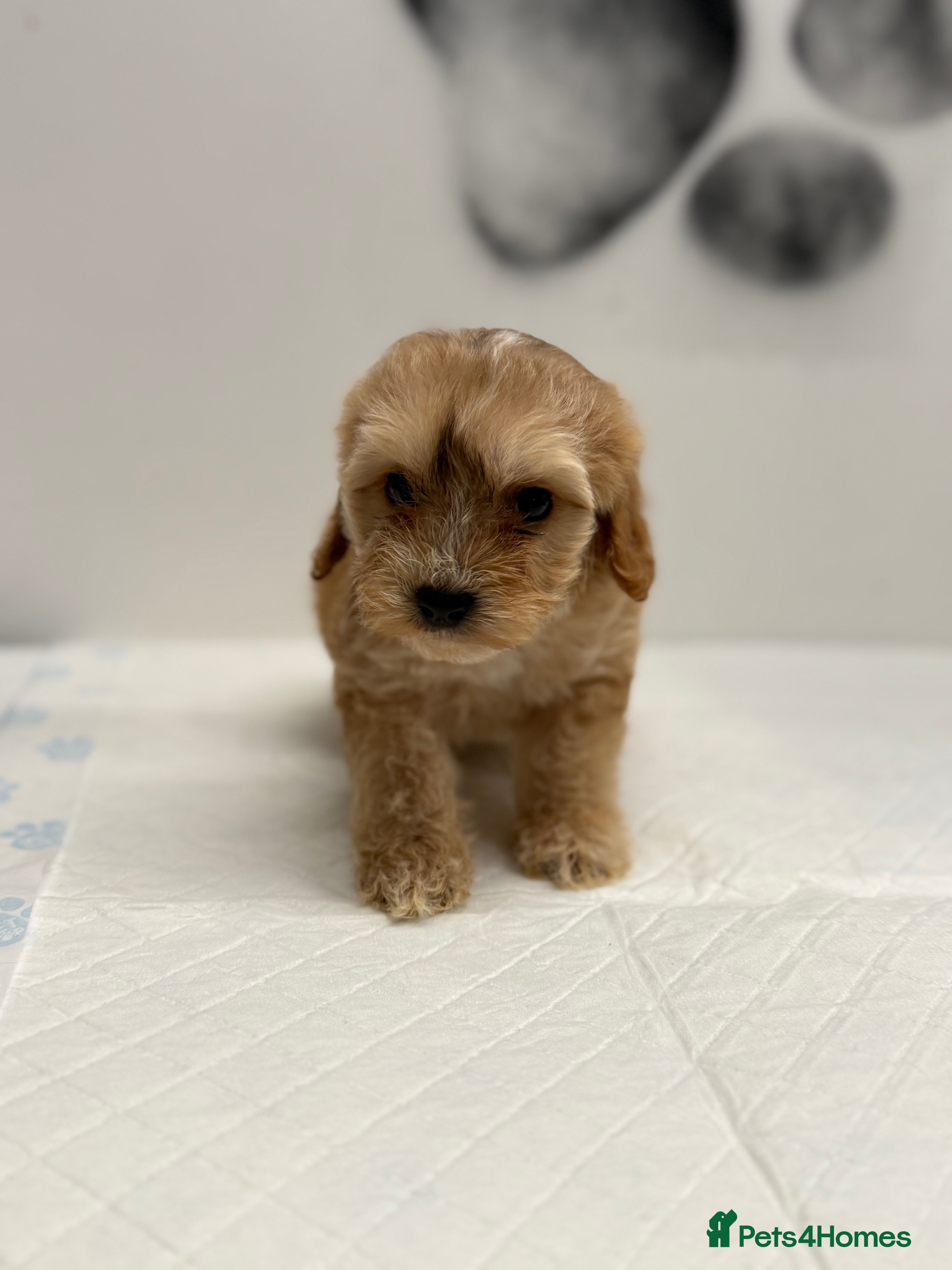 Cockapoo dogs 8 F1 Cockapoos available  - Advert 1