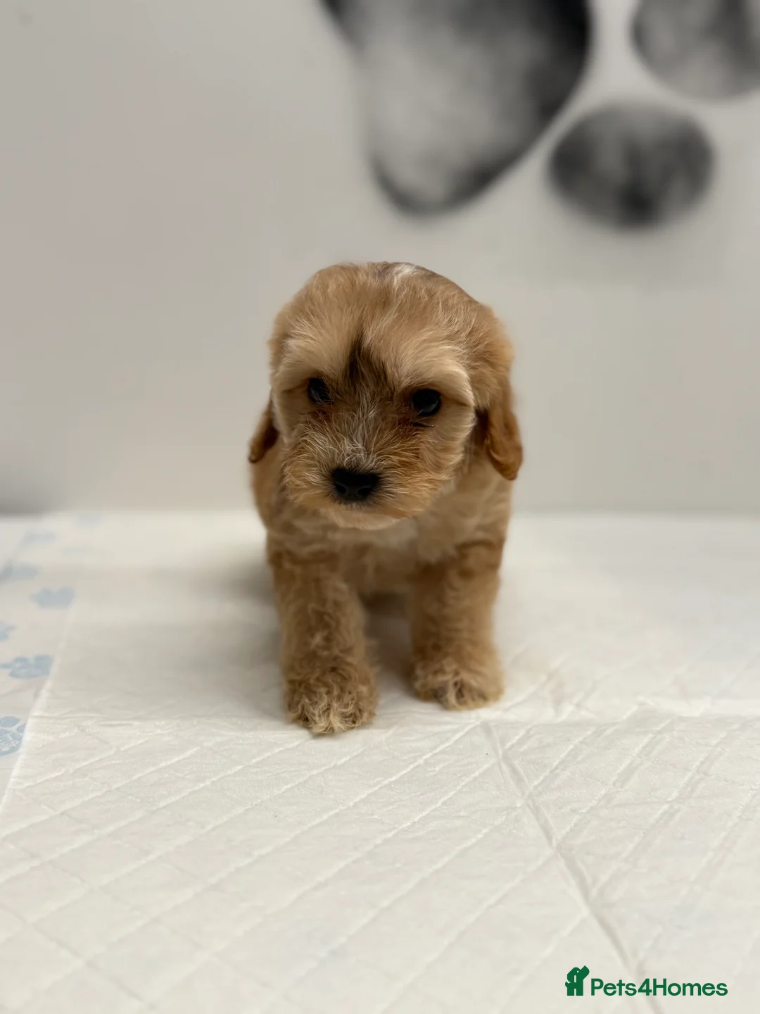 Cockapoo dogs for sale: 8 F1 Cockapoos available  - Advert 1