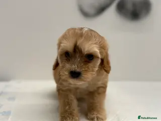 Cockapoo dogs 8 F1 Cockapoos available - Advert 1